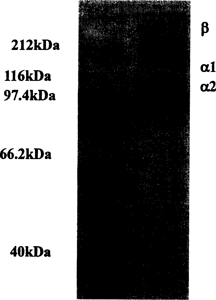 Collagen and method for preparing collagen from skins of birds