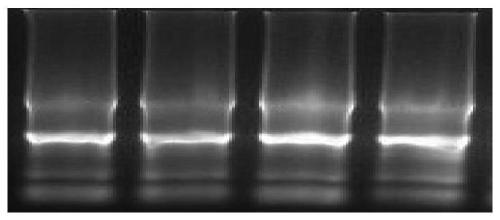 Method for detecting single nucleotide polymorphism of SPATA6 gene of sheep and application