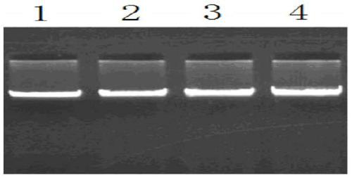 Method for detecting single nucleotide polymorphism of SPATA6 gene of sheep and application