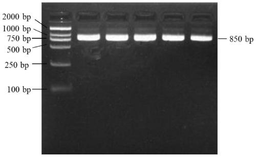 Method for detecting single nucleotide polymorphism of SPATA6 gene of sheep and application