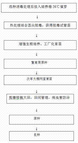 Factory propagation method for detoxified red sweet potato