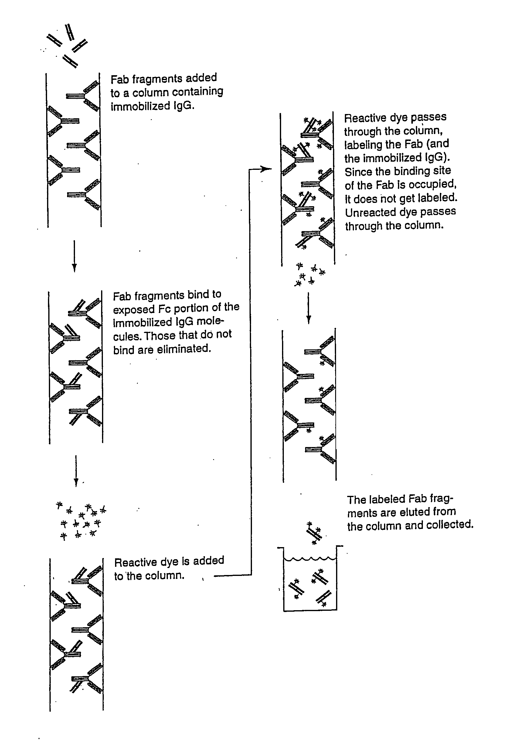 Antibody complexes and methods for immunolabeling