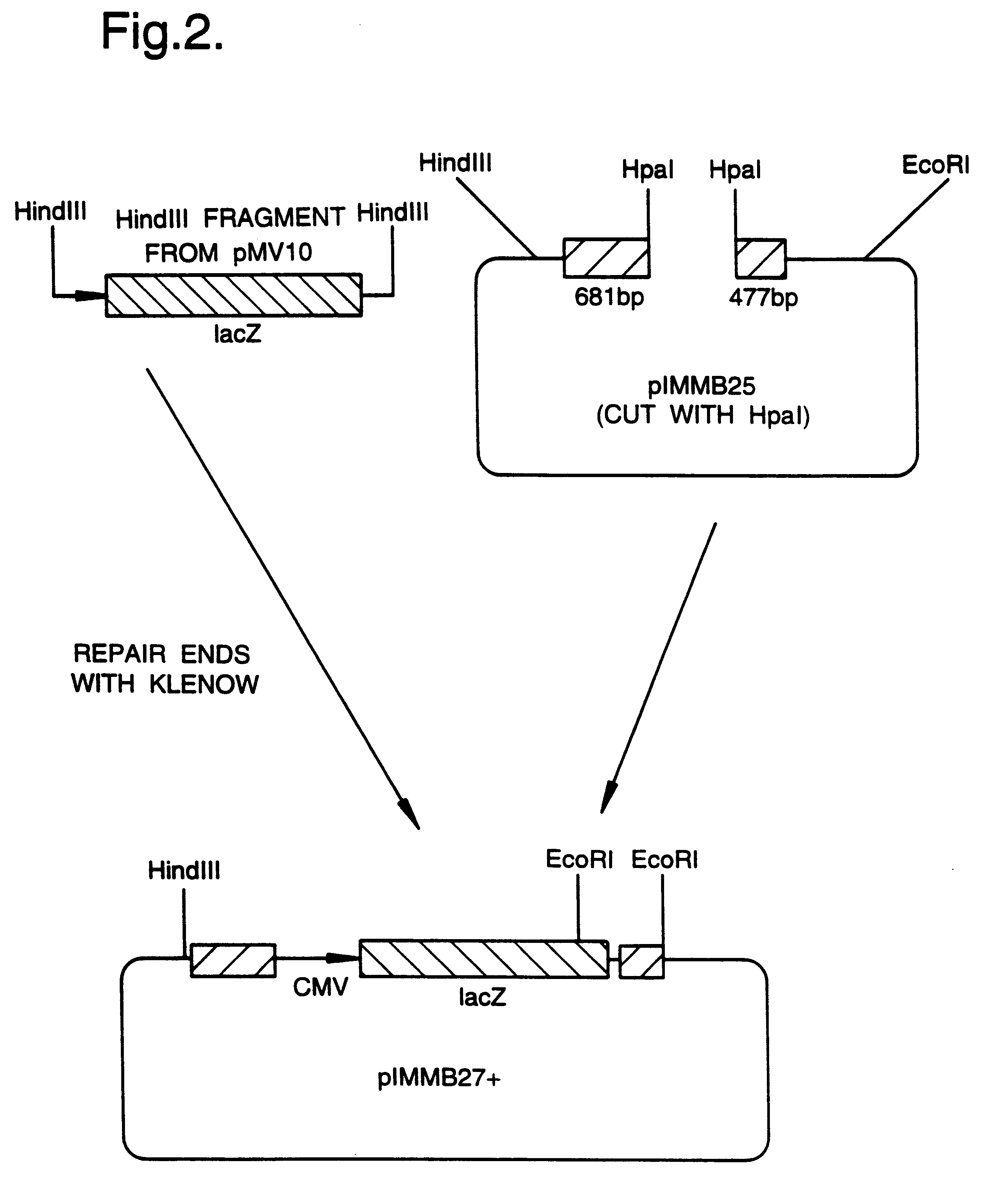 Recombinant virus vectors