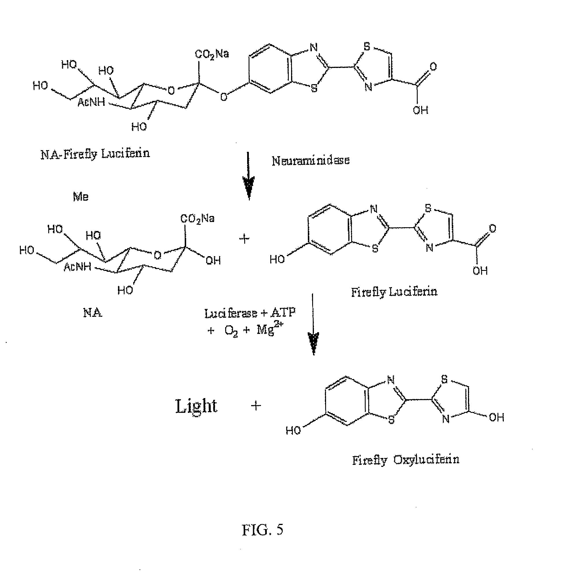 Reagents and kits for detection of influenza virus and the like