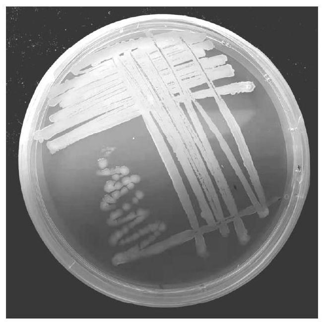 Bacillus velezensis K01 and application thereof