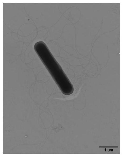 Bacillus velezensis K01 and application thereof