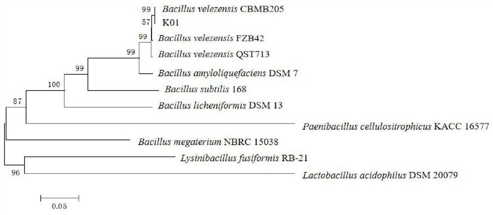 Bacillus velezensis K01 and application thereof