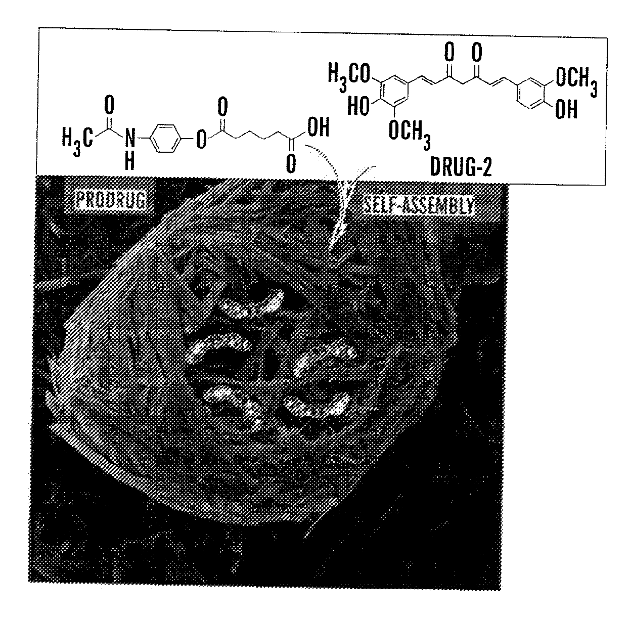 Drug Delivery Composition Comprising a Self-Assembled Gelator