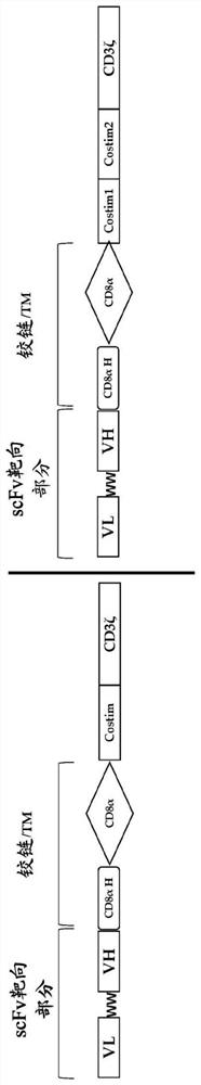 COMPOSITIONS AND METHODS REGARDING ENGINEERED AND NON-ENGINEERED [Gamma][Delta]-T CELLS FOR TREATMENT OF SOLID TUMORS