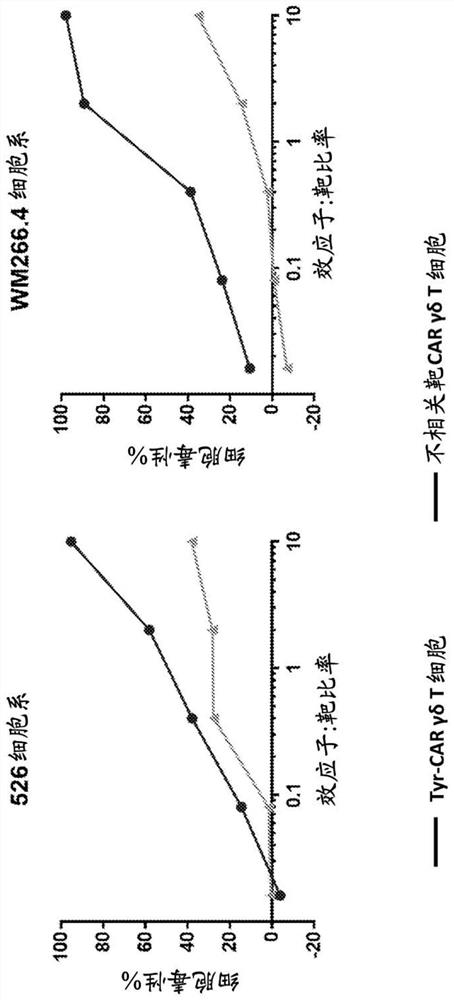 COMPOSITIONS AND METHODS REGARDING ENGINEERED AND NON-ENGINEERED [Gamma][Delta]-T CELLS FOR TREATMENT OF SOLID TUMORS