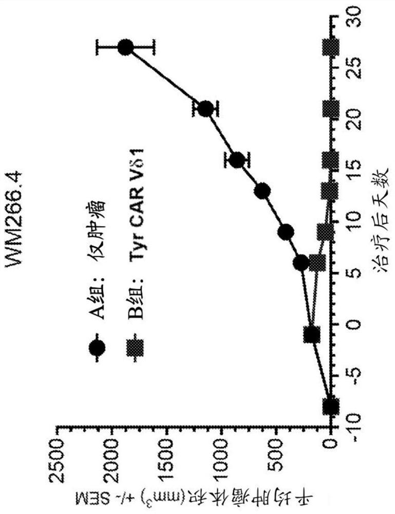 COMPOSITIONS AND METHODS REGARDING ENGINEERED AND NON-ENGINEERED [Gamma][Delta]-T CELLS FOR TREATMENT OF SOLID TUMORS