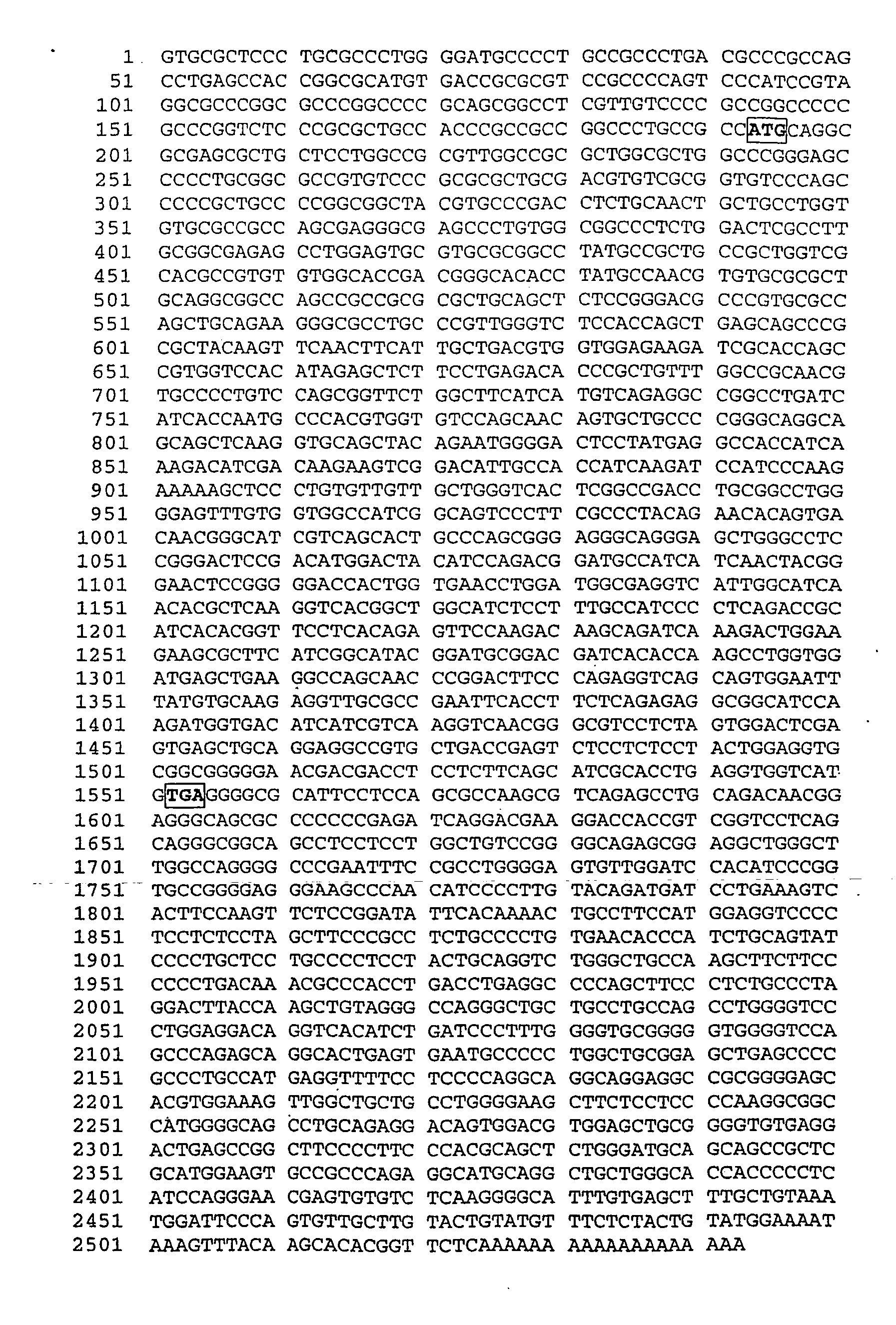 Novel serine protease