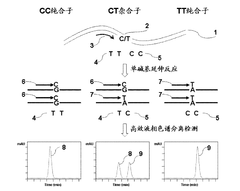 Method for polymorphism detection of gene based on single base extension reaction