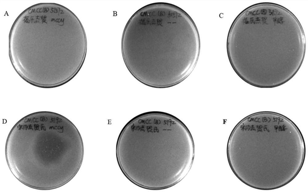 Small rhzomorph MccY and preparation method and application thereof