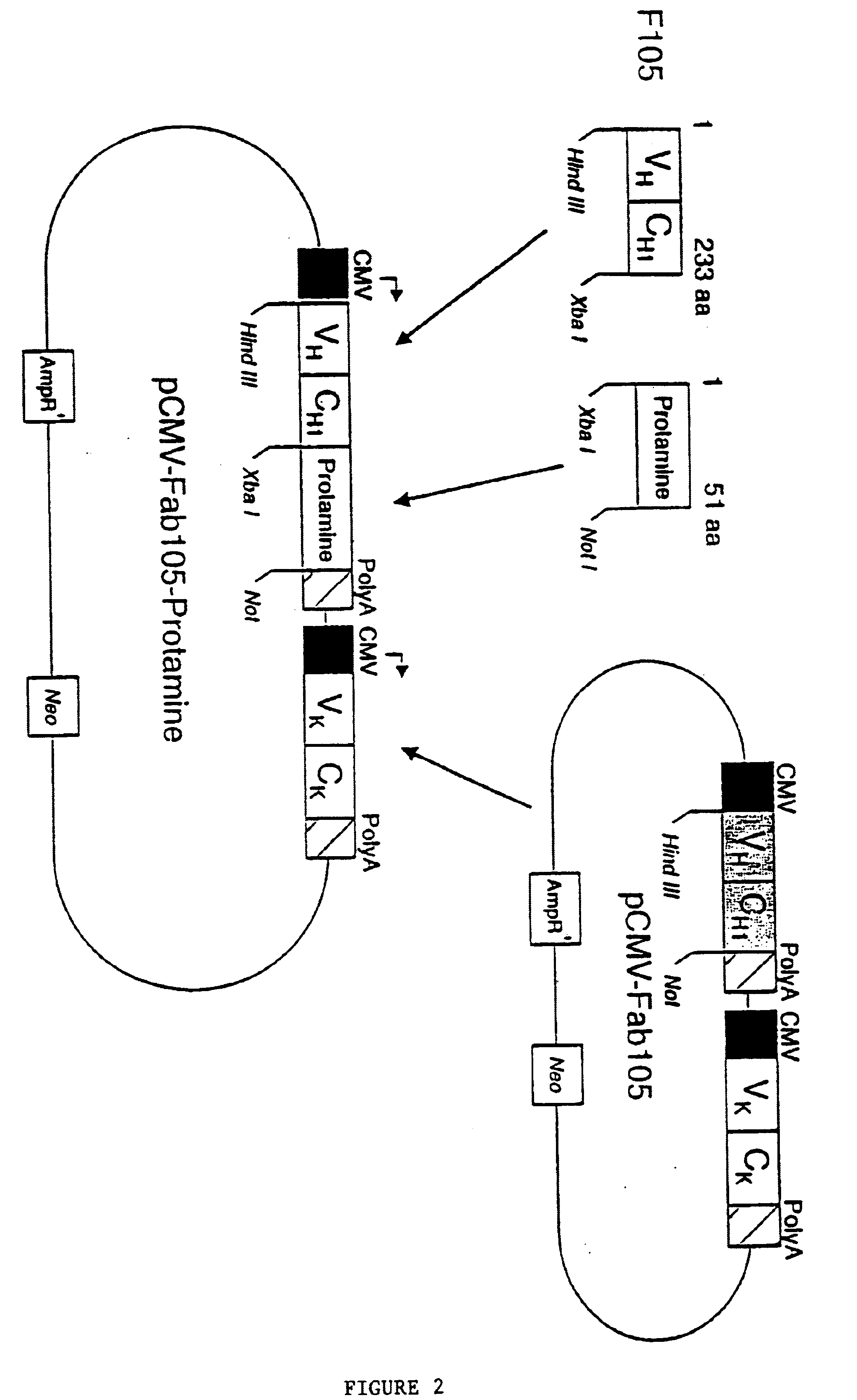 Nucleic acid delivery system, methods of synthesis and use thereof