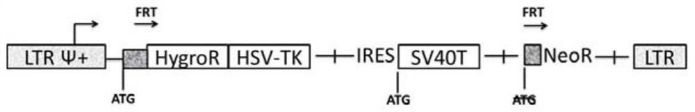 Reversible immortalized II-type alveolar epithelial cell as well as construction and application thereof