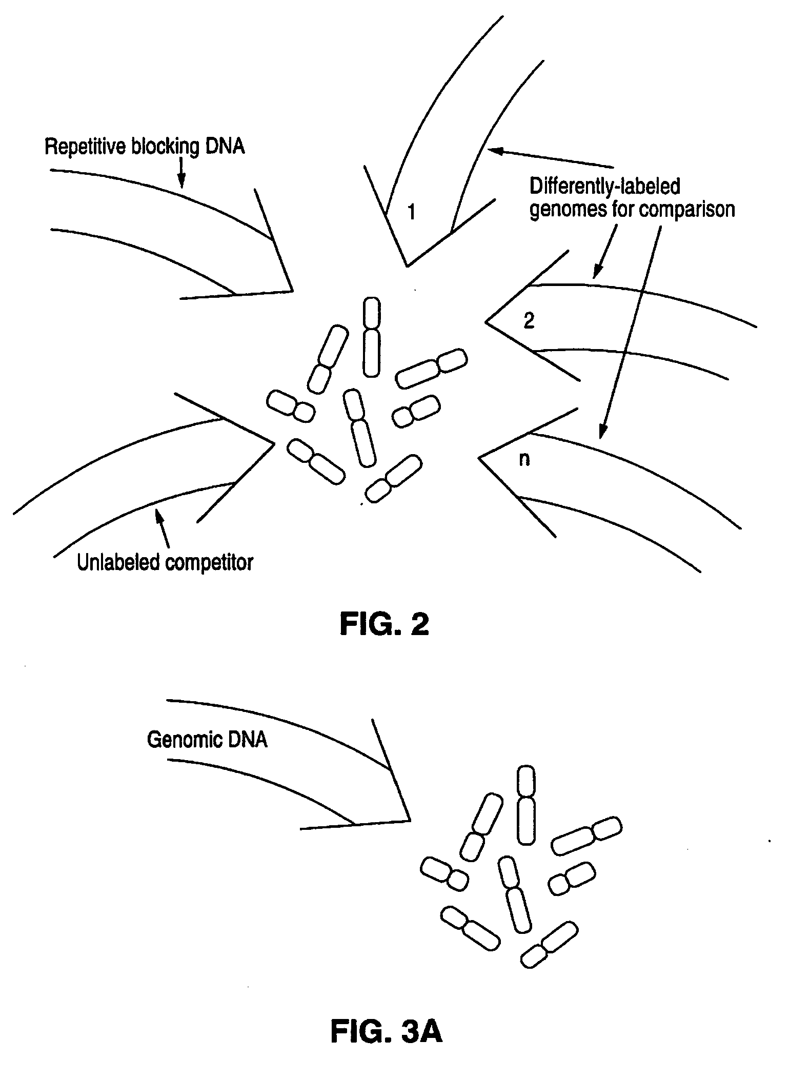 Comparative genomic hybridization