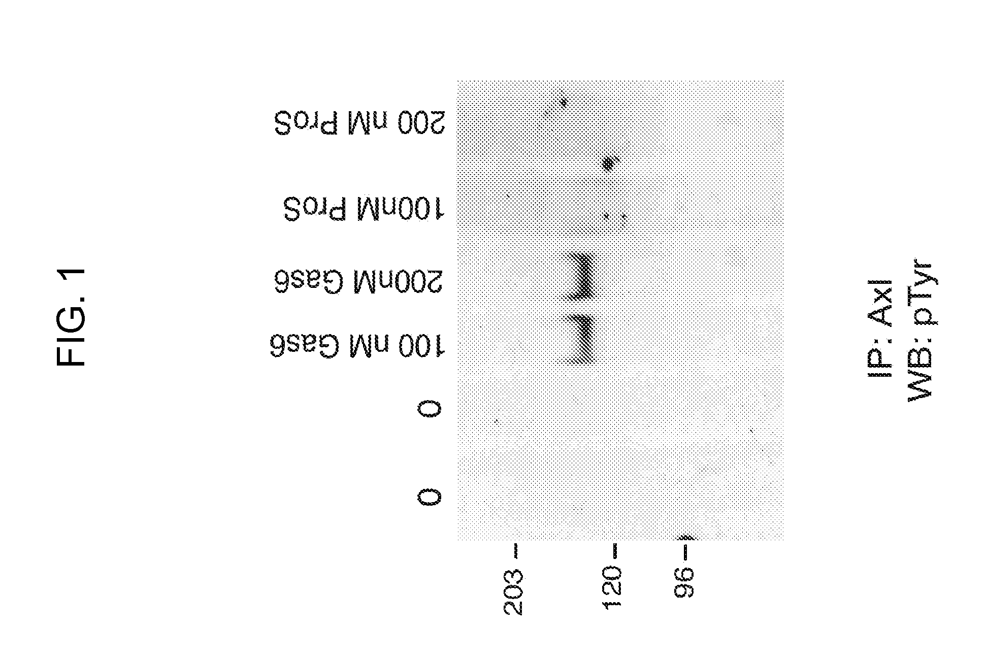 Axl fusion proteins as Axl tyrosine kinase inhibitors