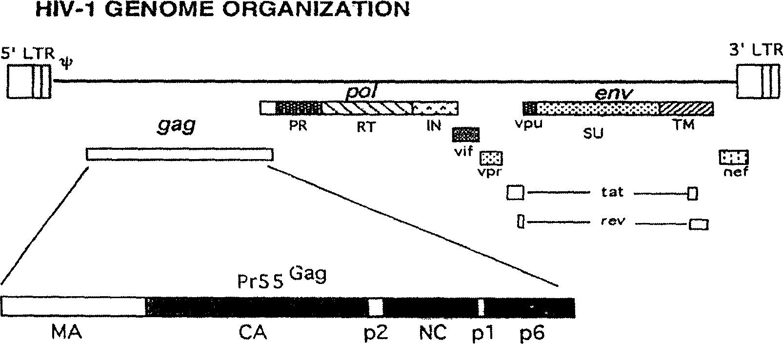 Nucleic acid vaccine for preventing AIDS