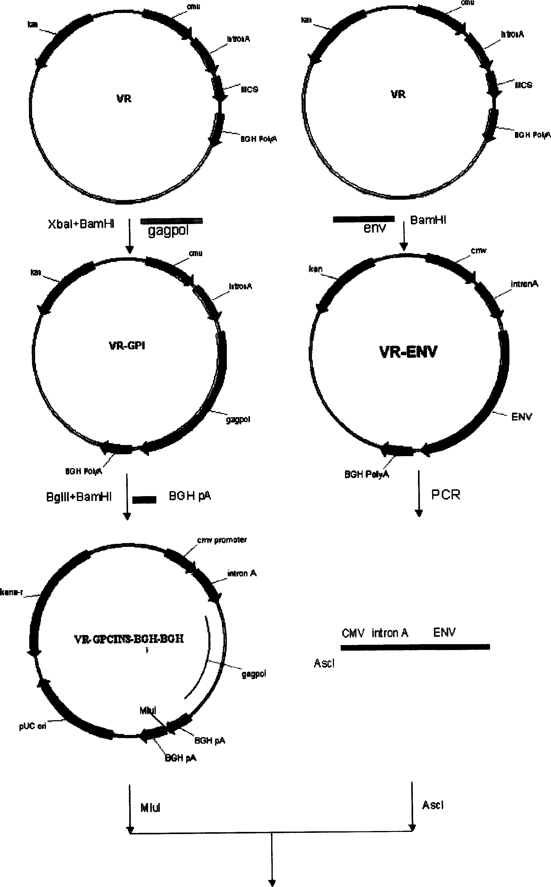 Nucleic acid vaccine for preventing AIDS