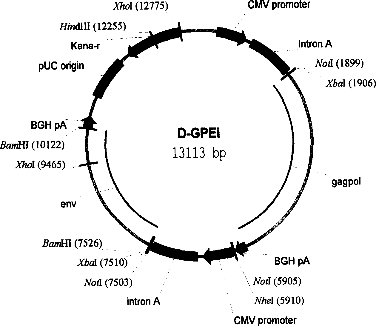 Nucleic acid vaccine for preventing AIDS