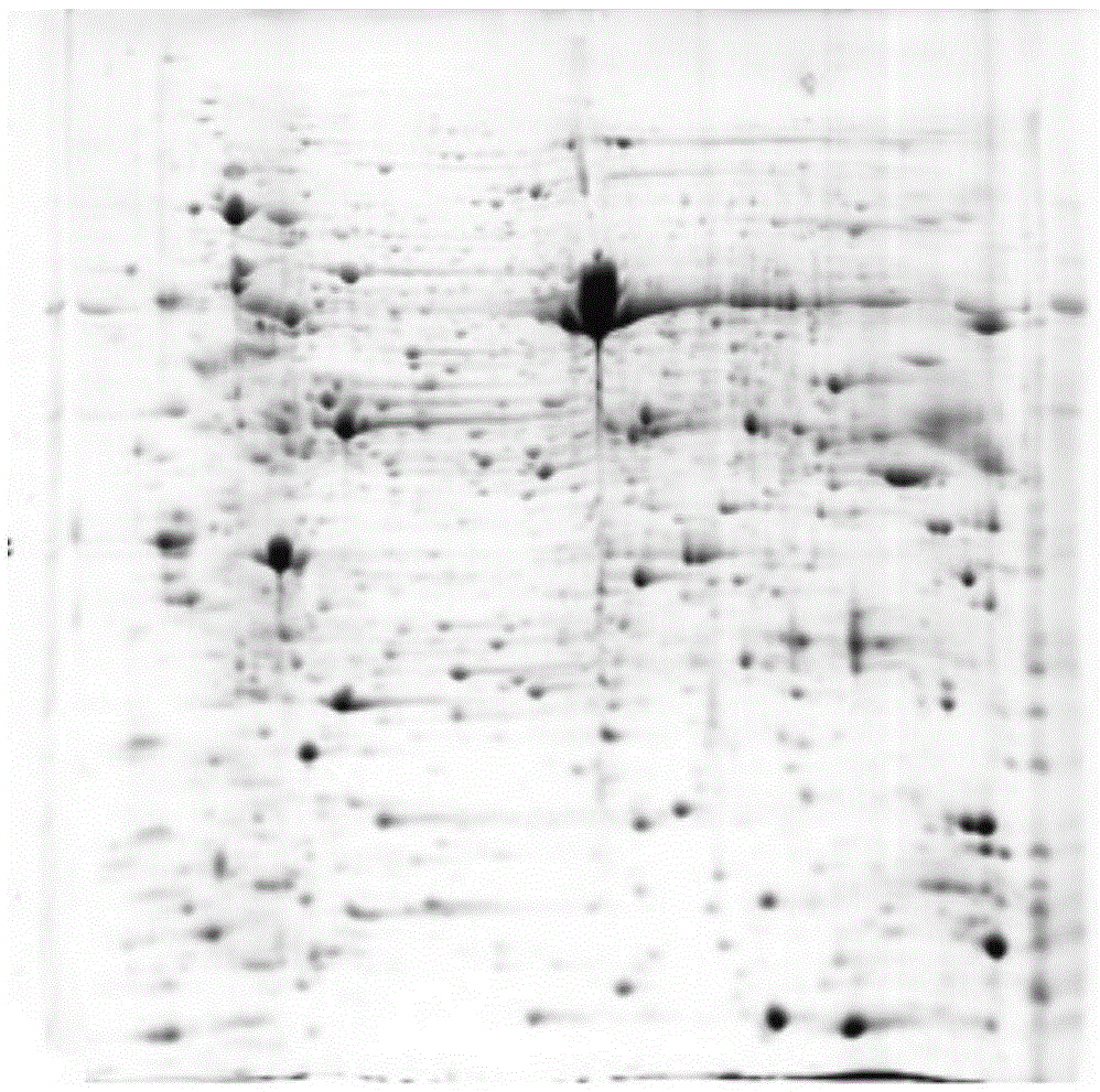 Broad bean leaf proteomics analysis sample preparation method