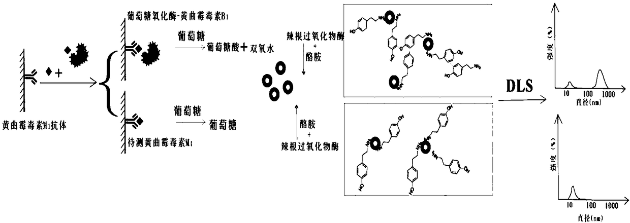 Method for detecting aflatoxin M1