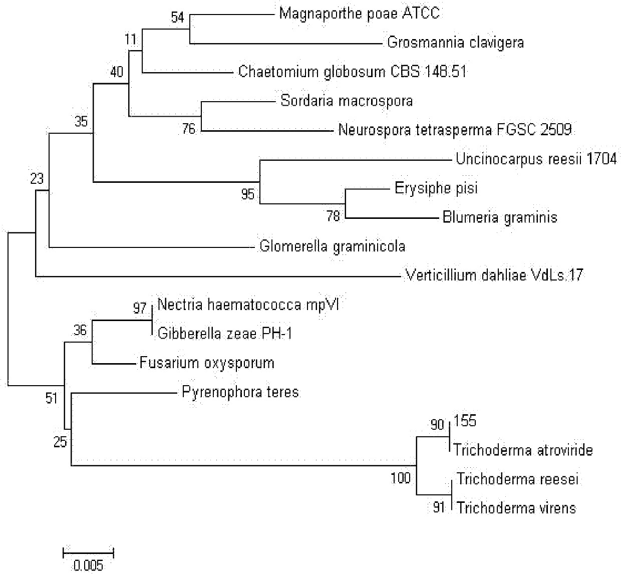 Trichoderma atroviride strain for producing myrosase and application thereof