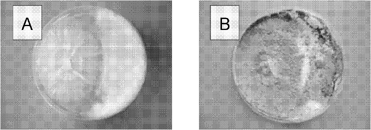 Trichoderma atroviride strain for producing myrosase and application thereof