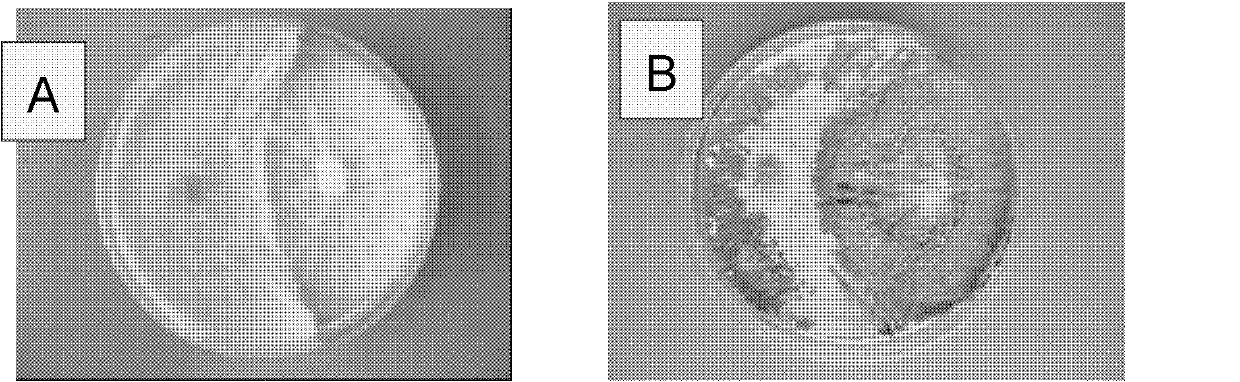 Trichoderma atroviride strain for producing myrosase and application thereof