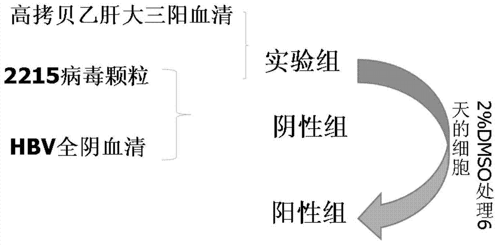 Blood serum model and cell model of in vitro HBV (Hepatitis B Virus) infection and building method thereof