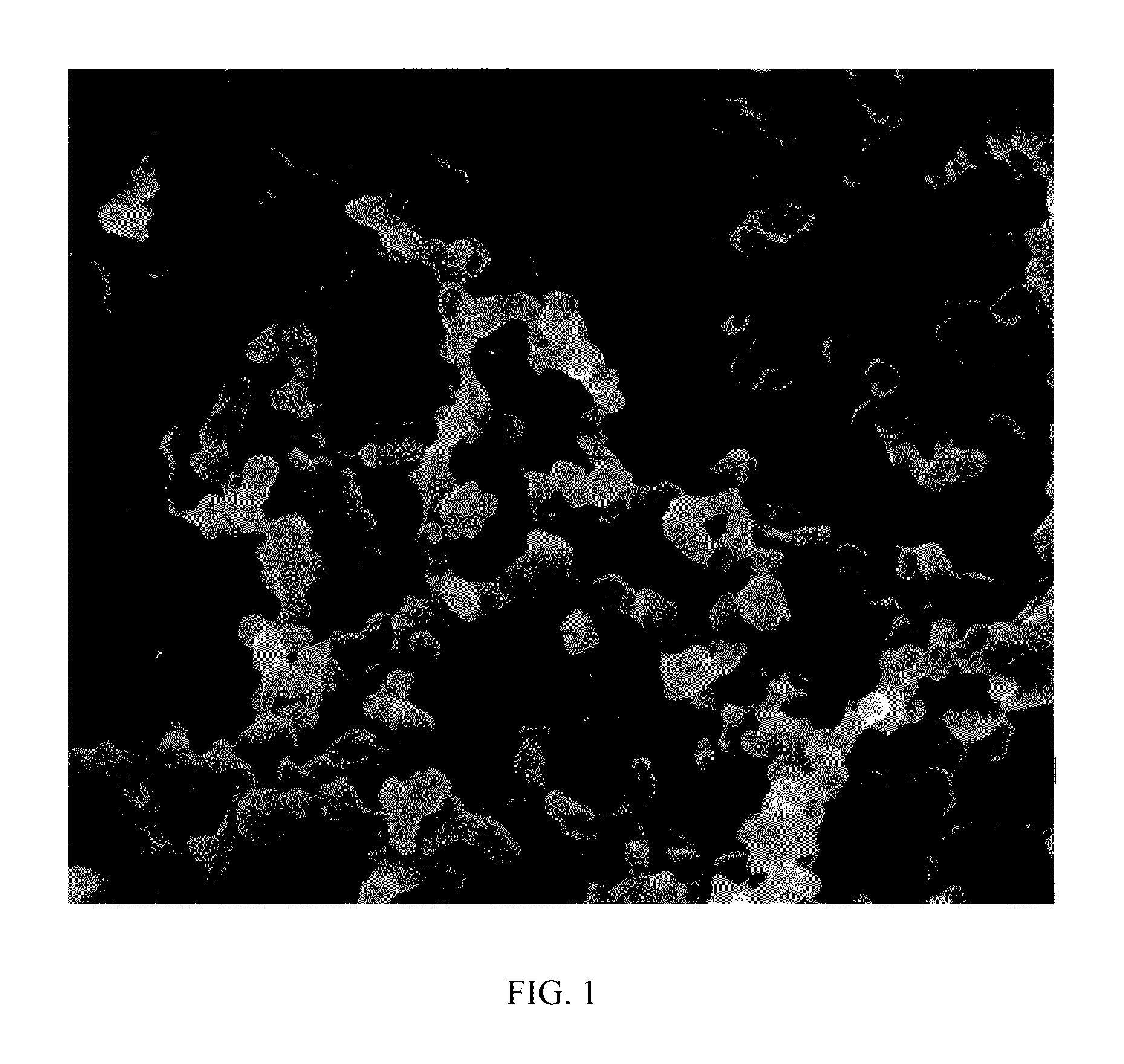 Lactobacillus rhamnosus rht-3201 conjugated to polysaccharide polymer binder, and use thereof for prevention or treatment of atopic diseases