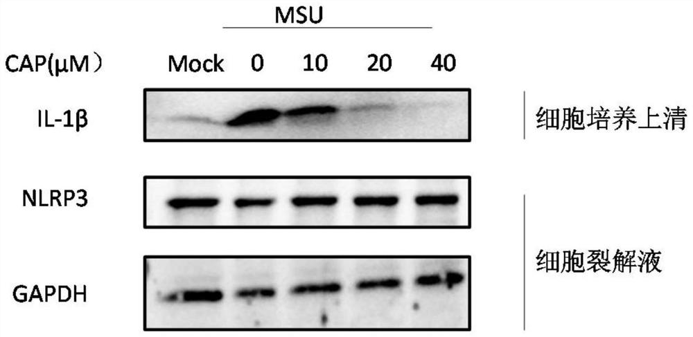 Application of capsaicine in inhibition of activation of NLRP3 inflammasome