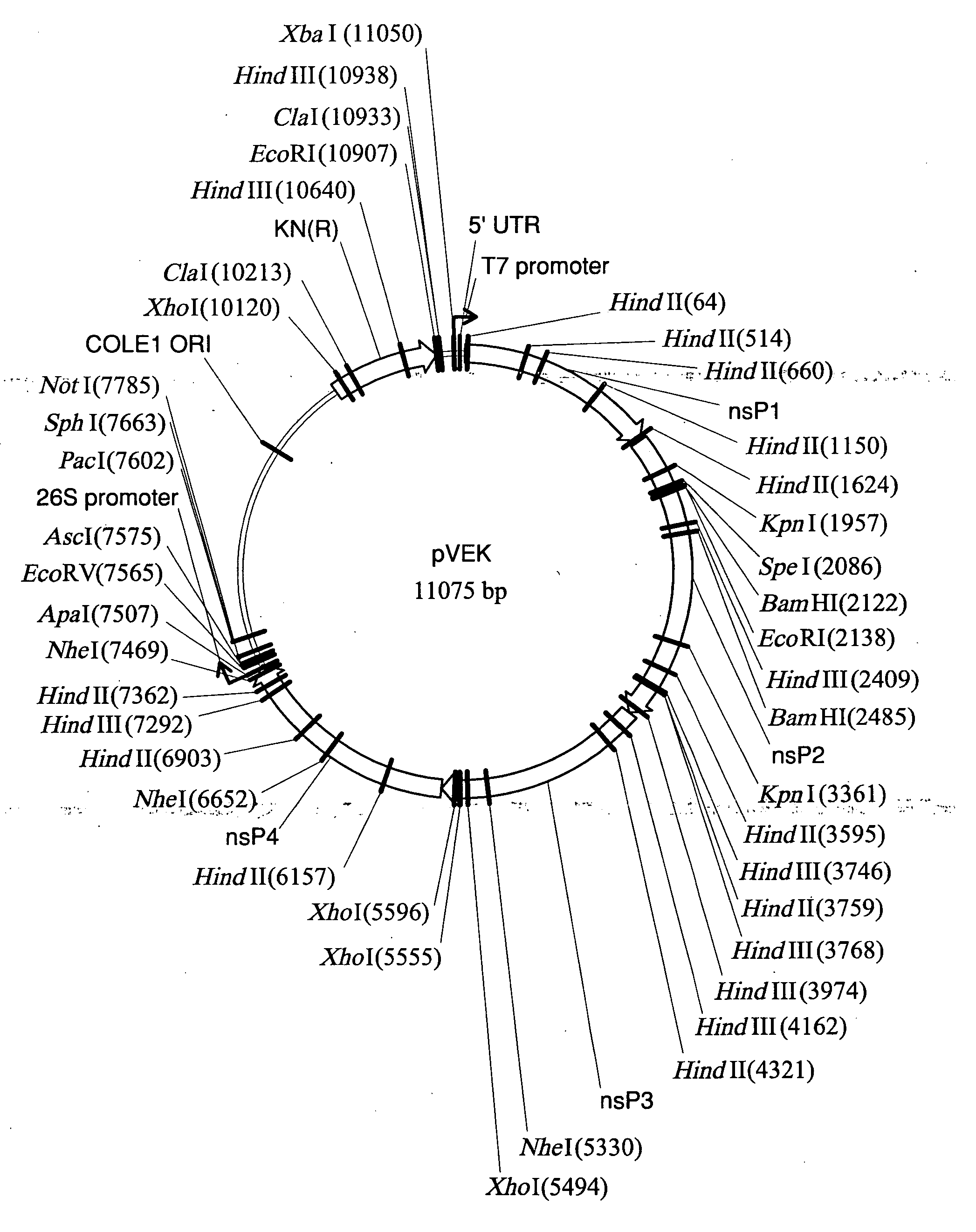 TC-83-derived alphavirus vectors, particles and methods