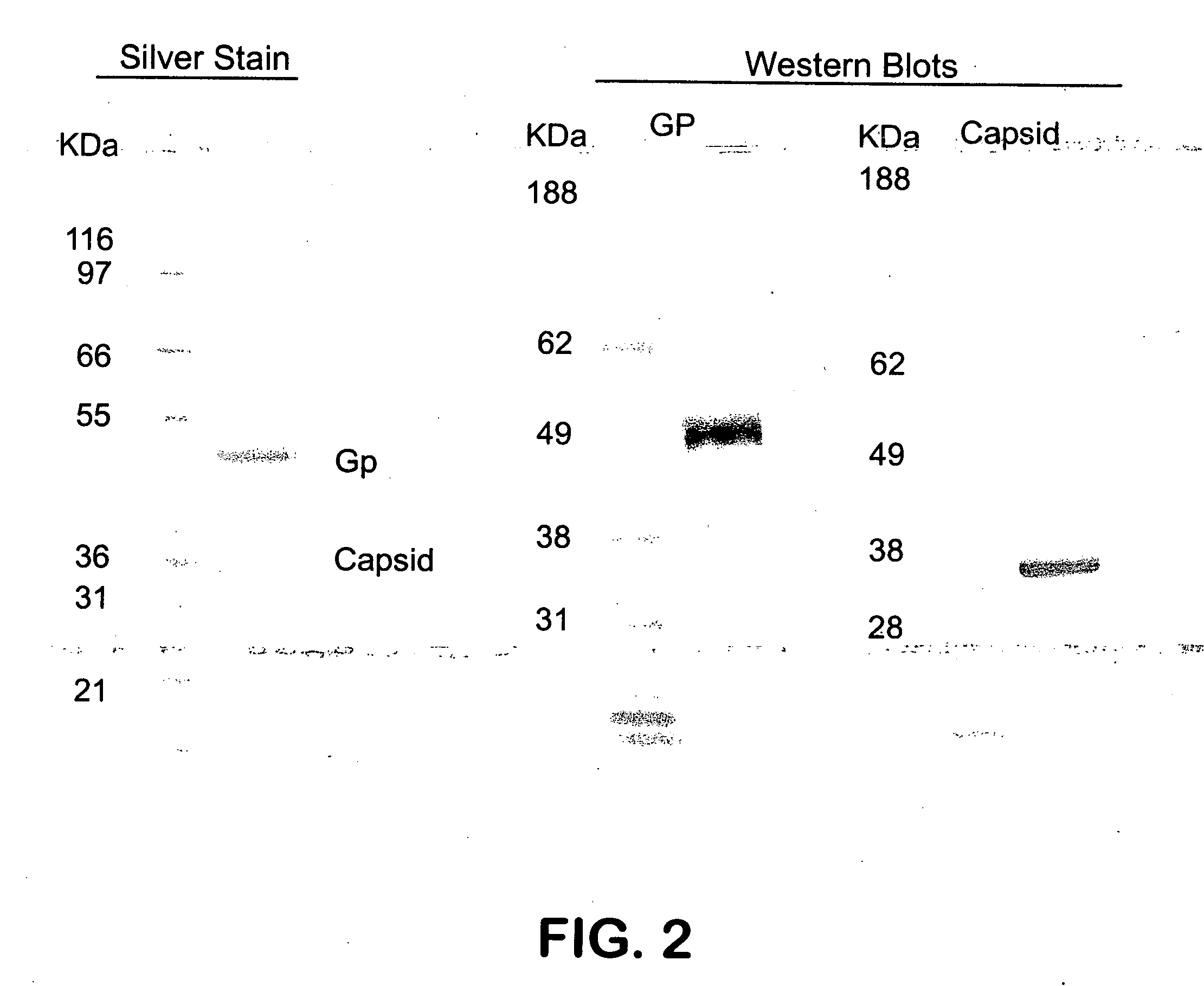 TC-83-derived alphavirus vectors, particles and methods