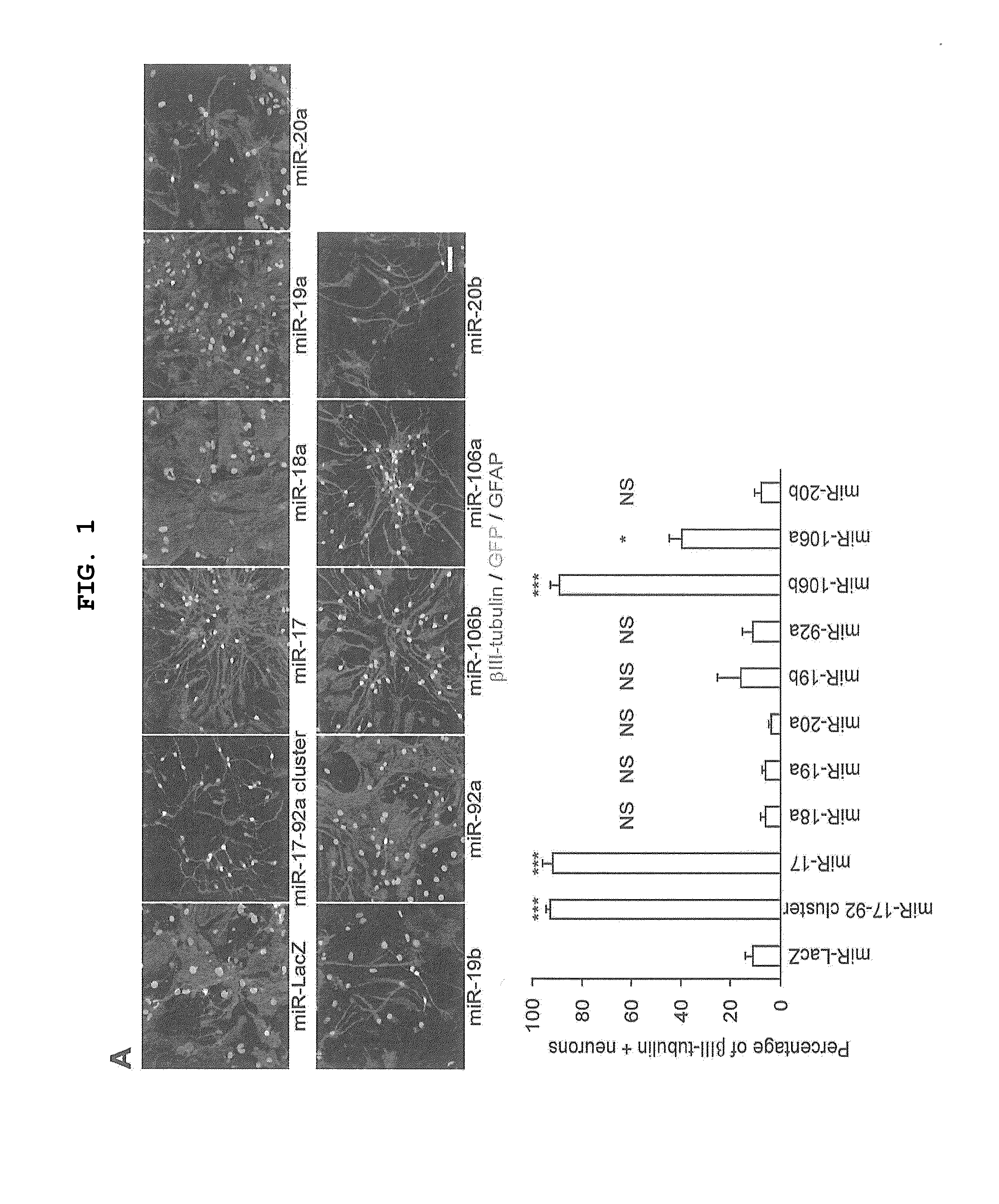 Neuronal differentiation promoter