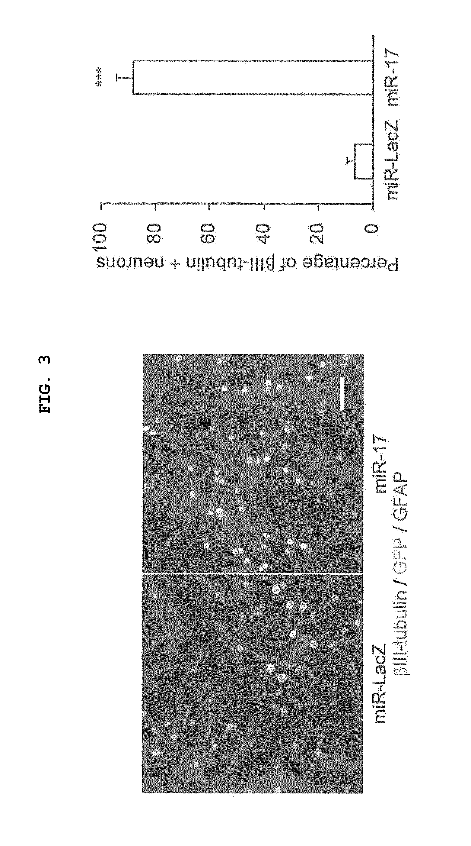 Neuronal differentiation promoter