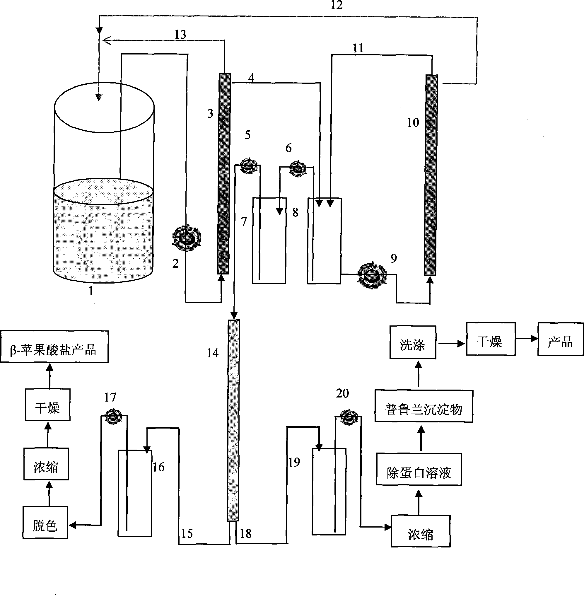 Preparation f beta-poly malic acid and salt thereof