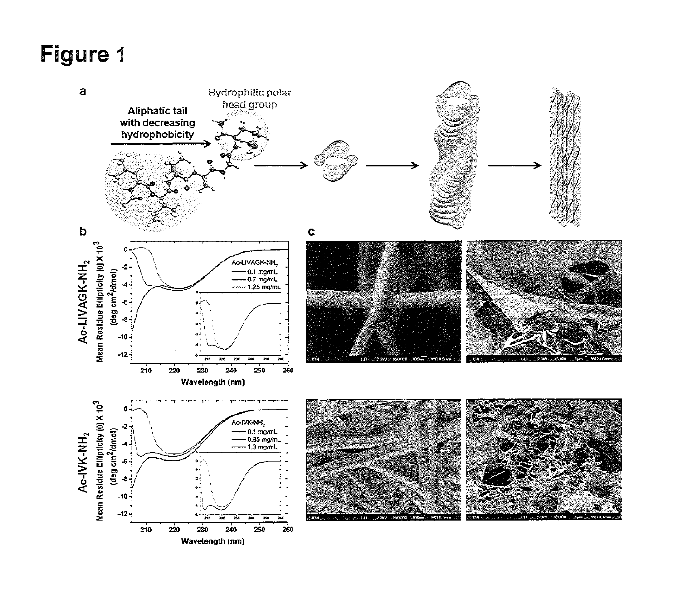 Self-assembling peptides, peptidomimetics and peptidic conjugates as building blocks for biofabrication and printing