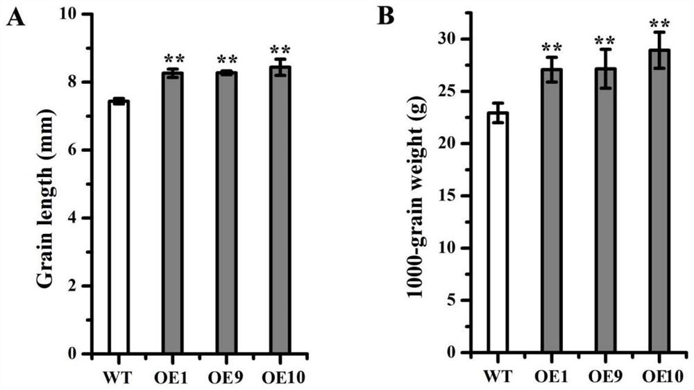 Rice grain length and grain weight related protein as well as coding gene and application thereof