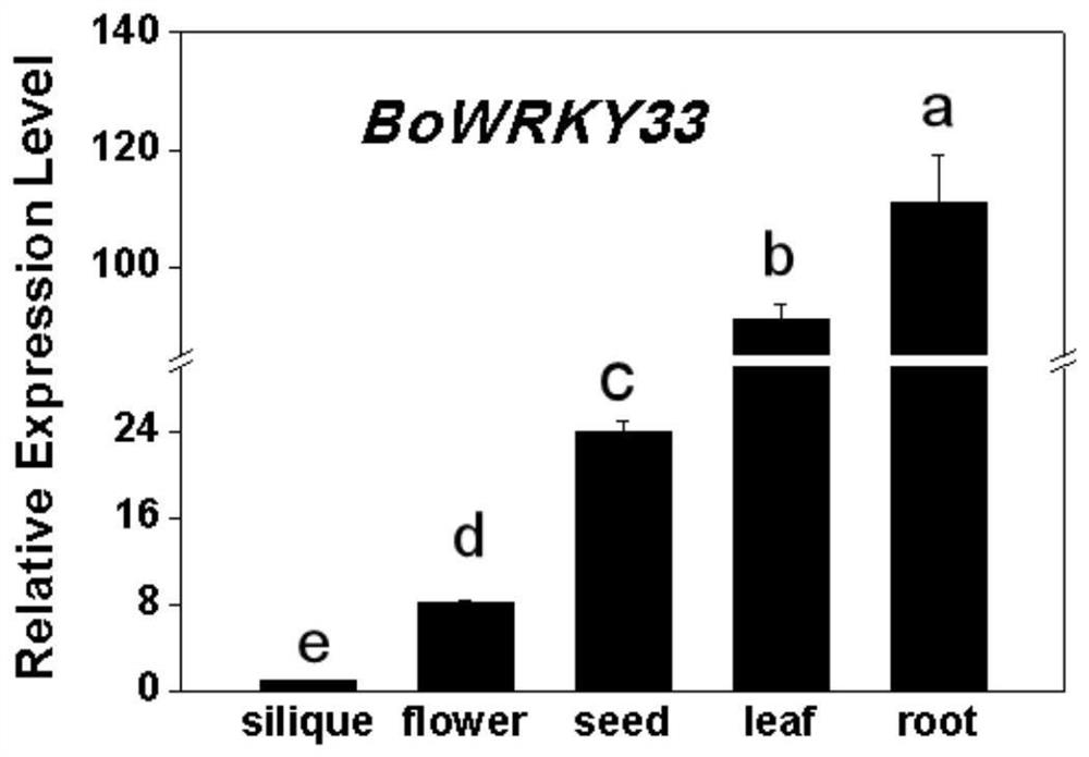 Brassica alboglabra bailey BoWRKY33 gene and application thereof