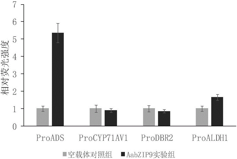 Artemisia annua L. bZIP class transcription factor coding sequence and cloning method and application