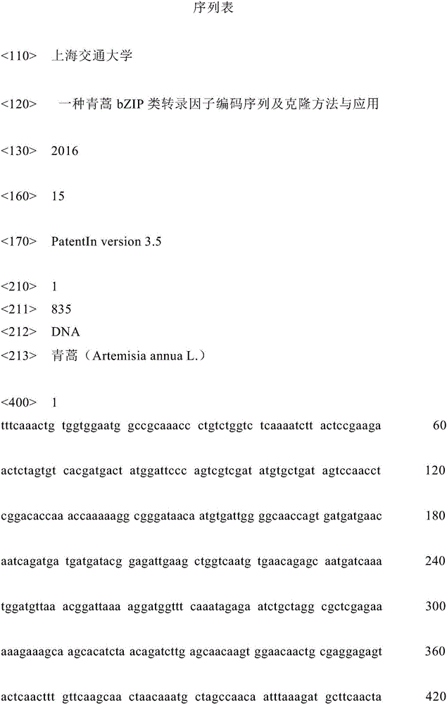 Artemisia annua L. bZIP class transcription factor coding sequence and cloning method and application