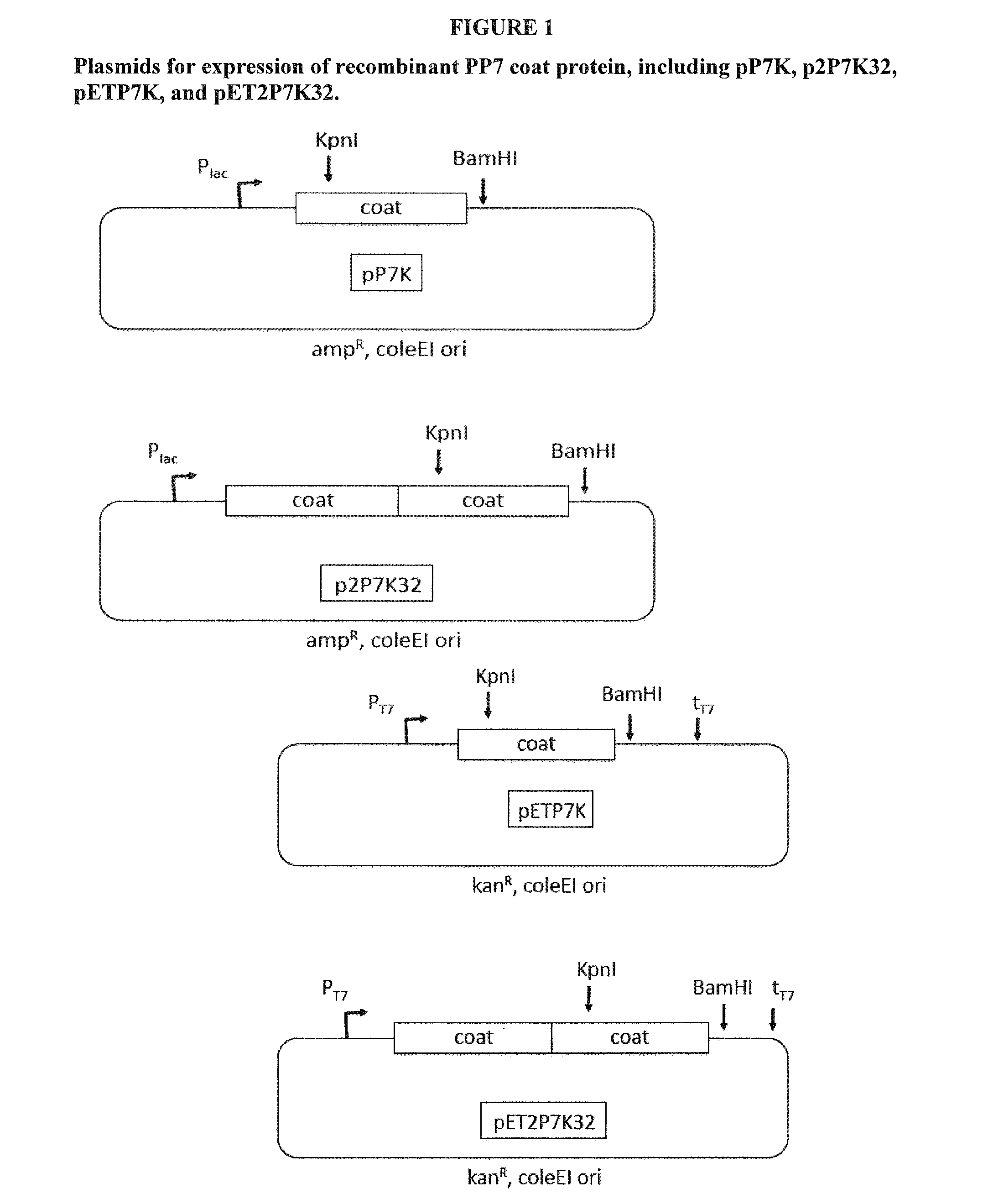 Immunogenic HPV L2-containing VLPs and related compositions, constructs, and therapeutic methods