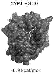 Application of epigallocatechin-3-gallate in preparation of antitumor drug