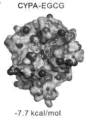 Application of epigallocatechin-3-gallate in preparation of antitumor drug