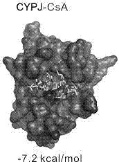 Application of epigallocatechin-3-gallate in preparation of antitumor drug