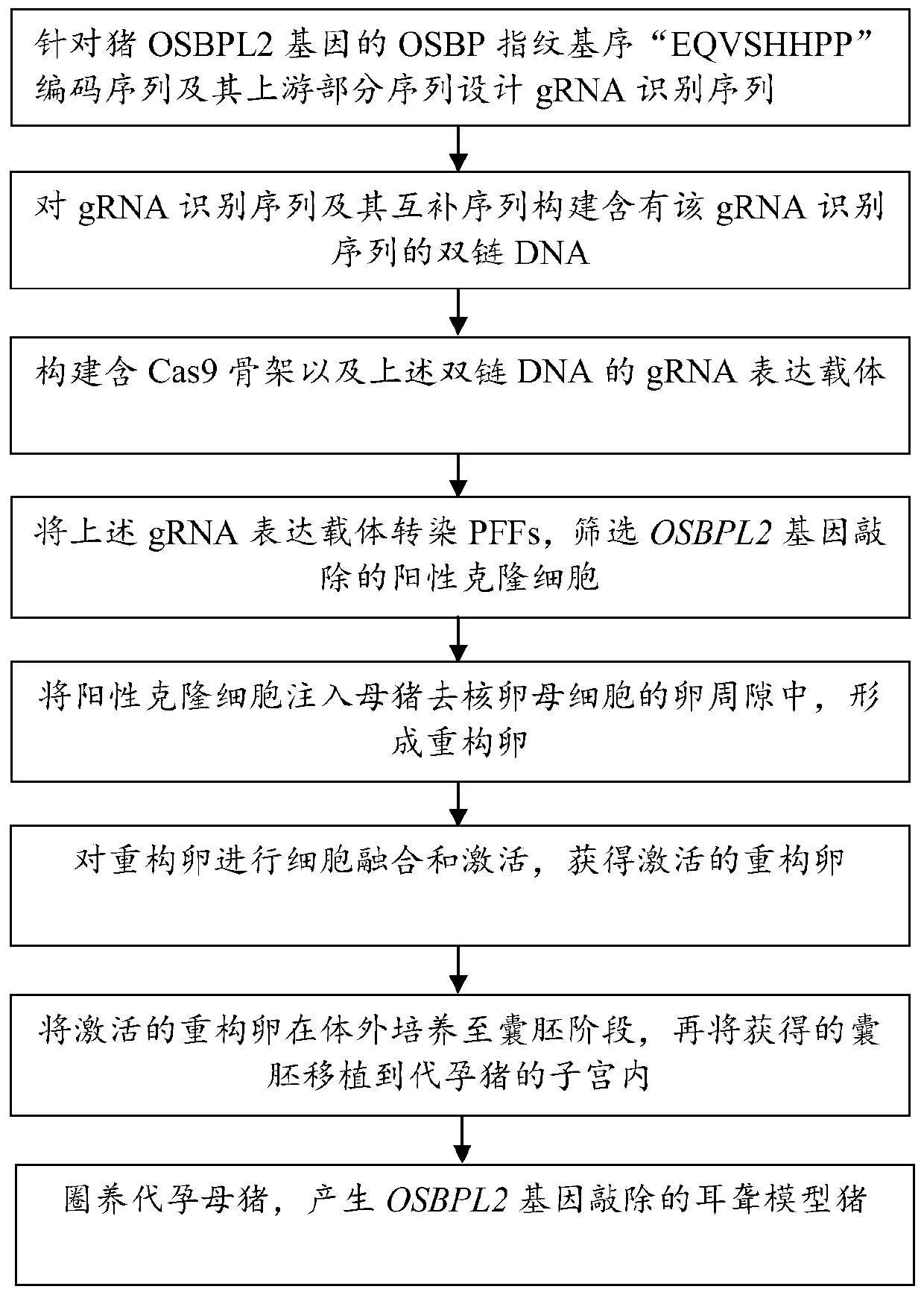 Reconstructed oocyte of deaf model pig, construction method of reconstructed oocyte, deaf model pig, and construction method and application of deaf model pig