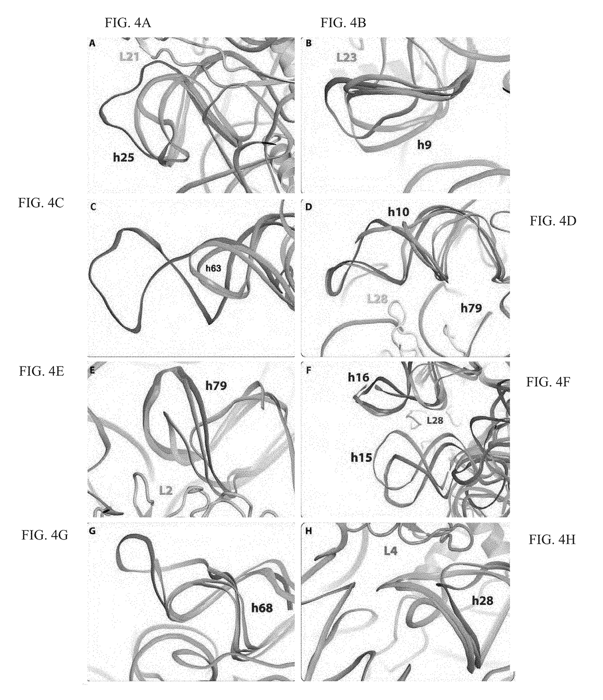 Crystal structure of the large ribosomal subunit from s. aureus