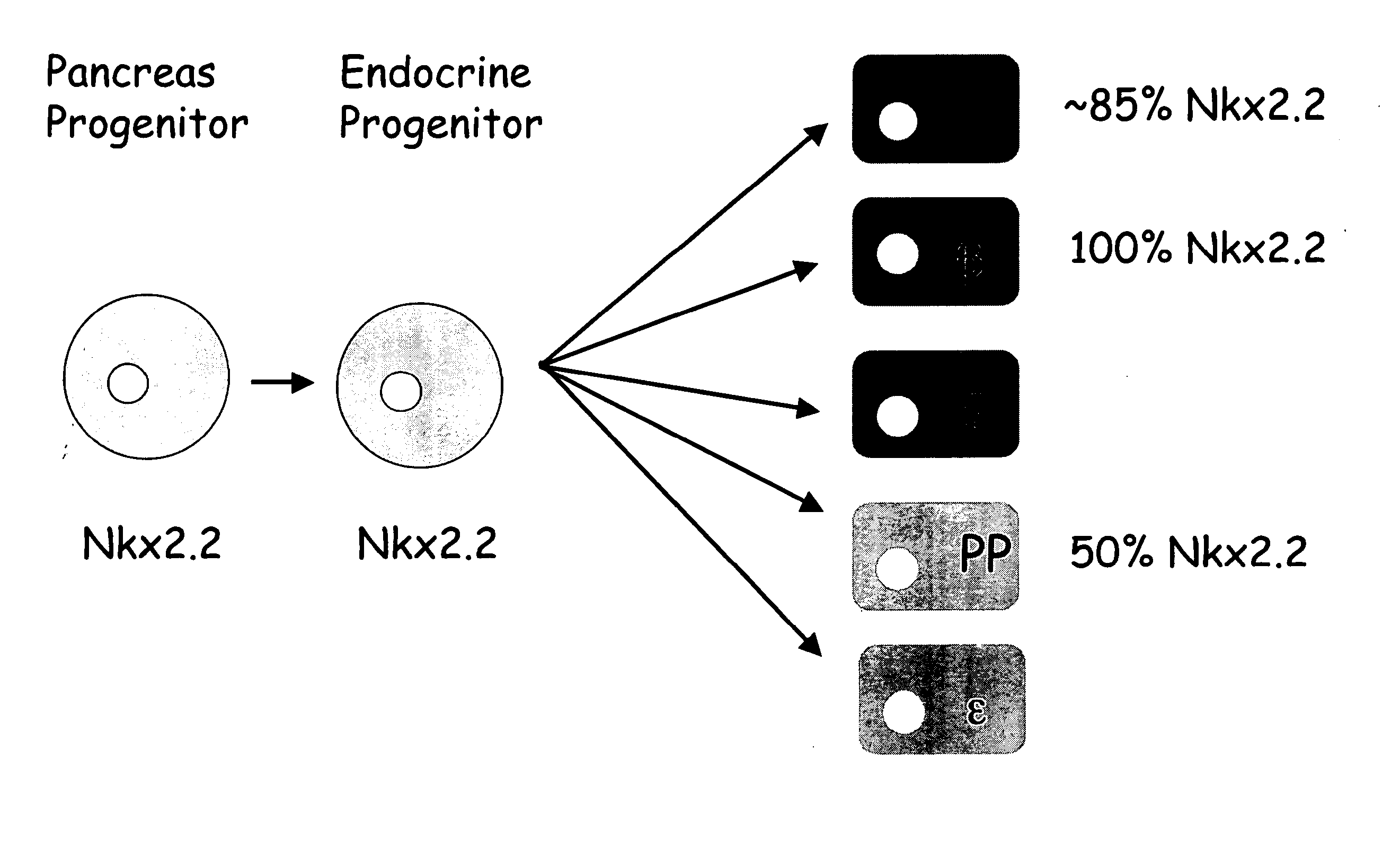 Tm4sf4 and modulators thereof and methods for their use